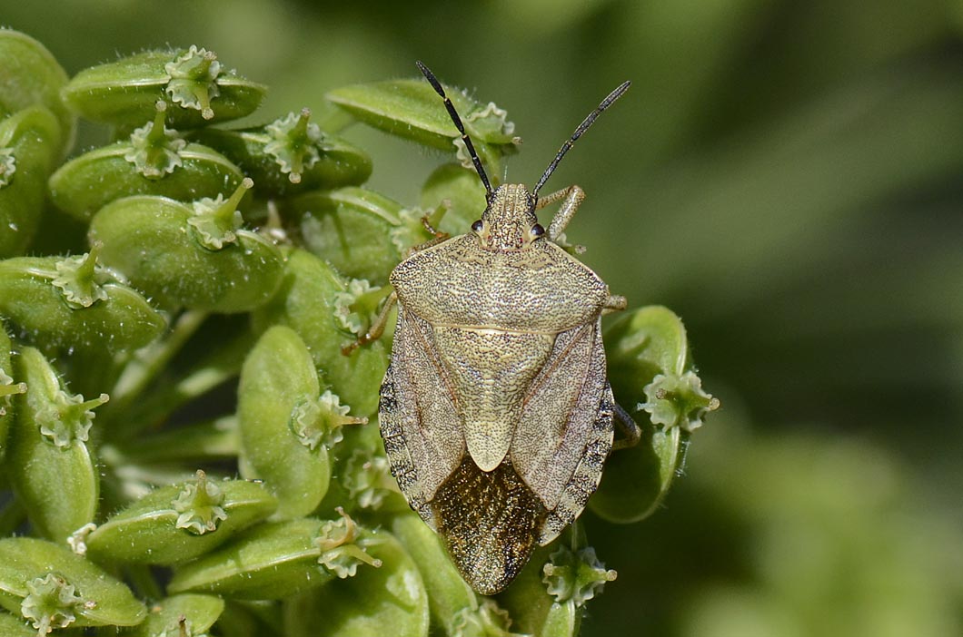 Pentatomidae: Carpocoris melanocerus del Trentino (TN)